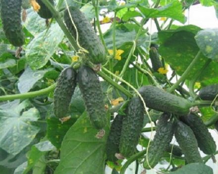 Description of the cucumber variety Kumanek f1, its characteristics and yield