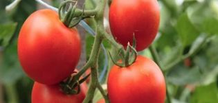 Produktivitet med karakteristika og beskrivelse af tomatsorten Kostroma