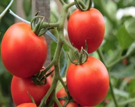 Produktivita s charakteristikami a popisom odrody paradajok Kostroma