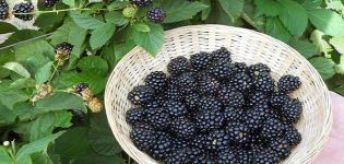 รายละเอียดและลักษณะของ Ruben blackberries เทคโนโลยีการปลูกและการดูแลรักษา