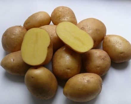 Descrizione della varietà di patata Colombo, caratteristiche di coltivazione e cura