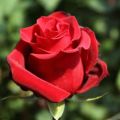 Mô tả và đặc điểm của hoa hồng Pierre de Ronsard, cách trồng và chăm sóc