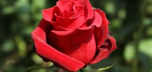 A Pierre de Ronsard rózsa leírása és jellemzői, ültetés és gondozás