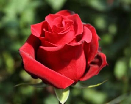 Περιγραφή και χαρακτηριστικά των τριαντάφυλλων, φύτευσης και φροντίδας του Pierre de Ronsard