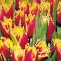 Descripció de varietats de tulipes dobles i tardanes, característiques de plantació i cura