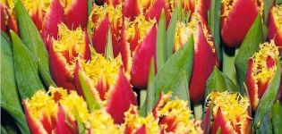 Beskrivelse af tidlige og sene dobbelt tulipaner sorter, plantning og pleje funktioner