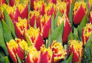 Descripció de varietats de tulipes dobles i tardanes, característiques de plantació i cura