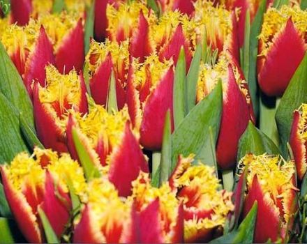 Popis časných a pozdních dvojitých tulipánů, výsadby a funkcí péče