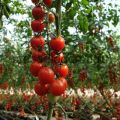 Kad stādīt stādus un kā audzēt ķiršu tomātus ārā un siltumnīcā