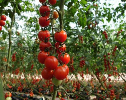 Kada sodinti sodinukus ir kaip auginti vyšninius pomidorus lauke ir šiltnamyje