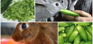Er det muligt, og hvordan man korrekt giver kaniner agurker, fordelene og skadene ved grøntsager