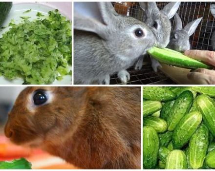 Je li moguće i kako pravilno dati zečevima krastavce, koristi i štete povrća