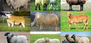 Geriausių ir stambiausių mėsinių avių veislių pavadinimai ir charakteristikos, veisimas