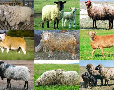 Names and characteristics of the best and large meat breeds of sheep, breeding