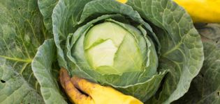 When to pick off the lower leaves of cabbage and is it possible to do it