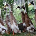 Opis kaczek Indian Runner, ich chorób i zasad hodowli