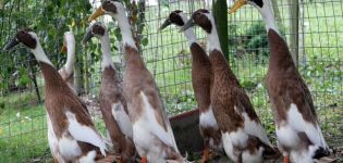 Description of Indian Runner ducks, their diseases and breeding rules