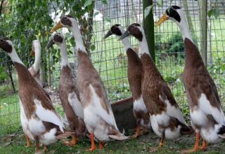 Beschreibung der Indian Runner Enten, ihrer Krankheiten und Zuchtregeln