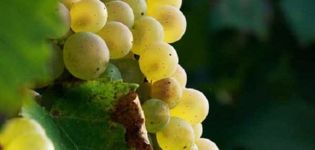 Aligote vīnogu šķirnes apraksts un īpašības, plusi un mīnusi, kā arī audzēšanas noteikumi