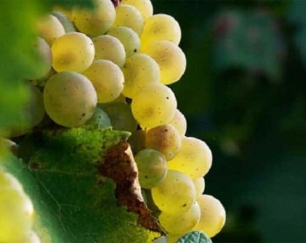 Opis i karakteristike sorte grožđa Aligote, prednosti i nedostaci te pravila uzgoja