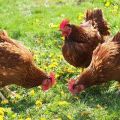 תיאור המאפיינים של תרנגולות מגזע הניקוד החום, תכונות התוכן