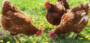 Description and characteristics of chickens of the Brown Nick breed, features of the content