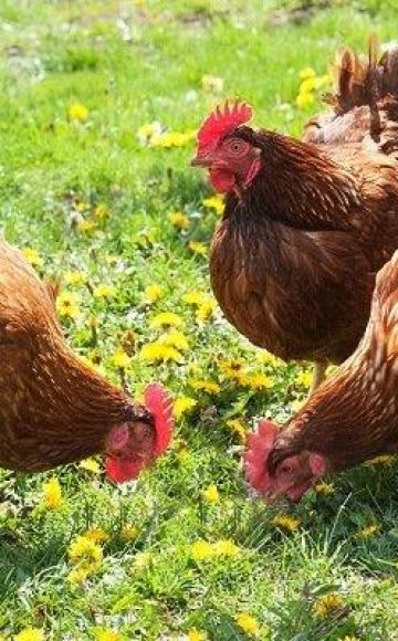 Opis i charakterystyka kurczaków rasy Brown Nick, cechy treści
