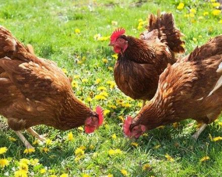 Beskrivelse og karakteristika for kyllinger af racen Brown Nick, egenskaber ved indholdet