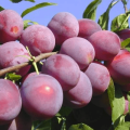 Jak sadzić, uprawiać i pielęgnować śliwkę wiśniową, dobór odmian