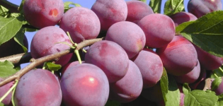 Kaip sodinti, auginti ir prižiūrėti vyšnių slyvas, veislių parinkimą