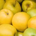 Beskrivelse og hovedkarakteristika for efterårs-vinter æblevariet Limonka