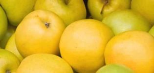 Kuvaus ja pääominaisuudet syksy-talvi-omenalajikkeessa Limonka