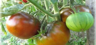 Beschrijving van de tomatensoort Qingdao, de opbrengst en de teelt