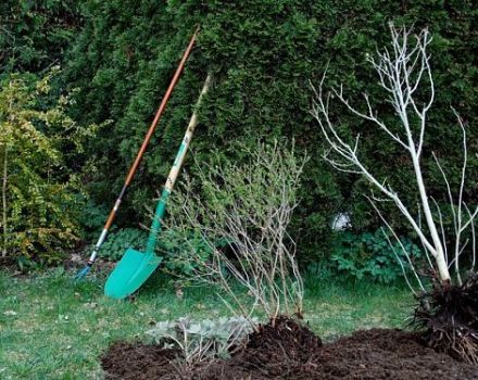 How to plant an apple tree correctly if groundwater is close, the choice of variety and rules of care