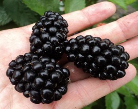 Paglalarawan at katangian ng mga polar blackberry, pagtatanim at pangangalaga