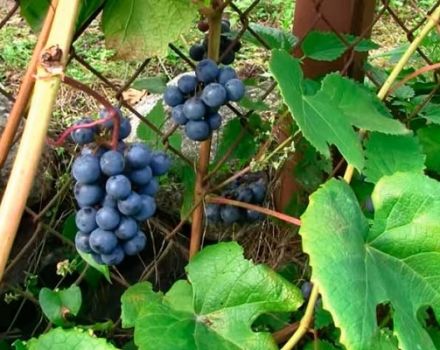 Vīnogu šķirnes Zilga apraksts, tās īpašības un lauksaimniecības tehnoloģijas noslēpumi