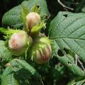Tavallisen hasselpähkinän istutus ja hoito Moskovan alueella, parhaat lajikkeet ja viljely