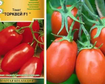 Beschrijving van de tomatenvariëteit Torquay en zijn kenmerken