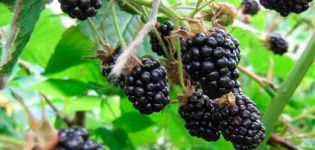Description and varieties of blackberry Thornfree, cultivation and care, formation of a bush