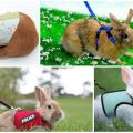 Soorten tuigen voor konijnen en hoe je het zelf kunt maken, hoe te lopen