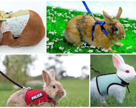 Soorten tuigen voor konijnen en hoe je het zelf kunt maken, hoe te lopen