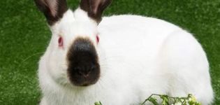 Himalaya tavşan cinsinin tanımı ve özellikleri, bakımı ve bakımı