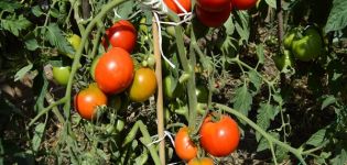 Descripción de la variedad de tomate Glacier y características
