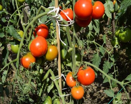 Descripción de la variedad de tomate Glacier y características