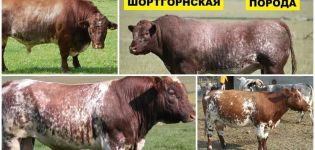 Mô tả và đặc điểm của bò thuộc giống Shorthorn, quy luật chăn nuôi