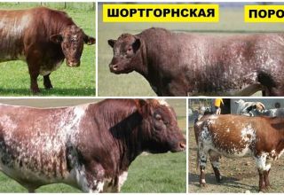 Descripción y características de las vacas de la raza Shorthorn, reglas de reproducción.