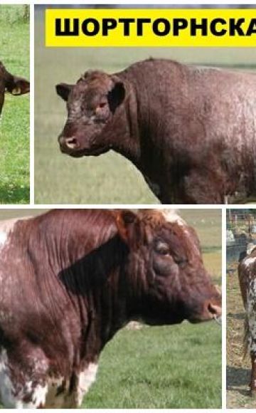 Description and characteristics of cows of the Shorthorn breed, breeding rules