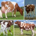 Mô tả và đặc điểm của giống bò Ayrshire, ưu nhược điểm của giống bò và cách chăm sóc