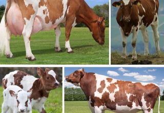 Mô tả và đặc điểm của giống bò Ayrshire, ưu nhược điểm của giống bò và cách chăm sóc