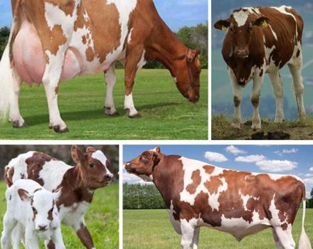 Description and characteristics of the Ayrshire breed of cows, the pros and cons of cattle and care